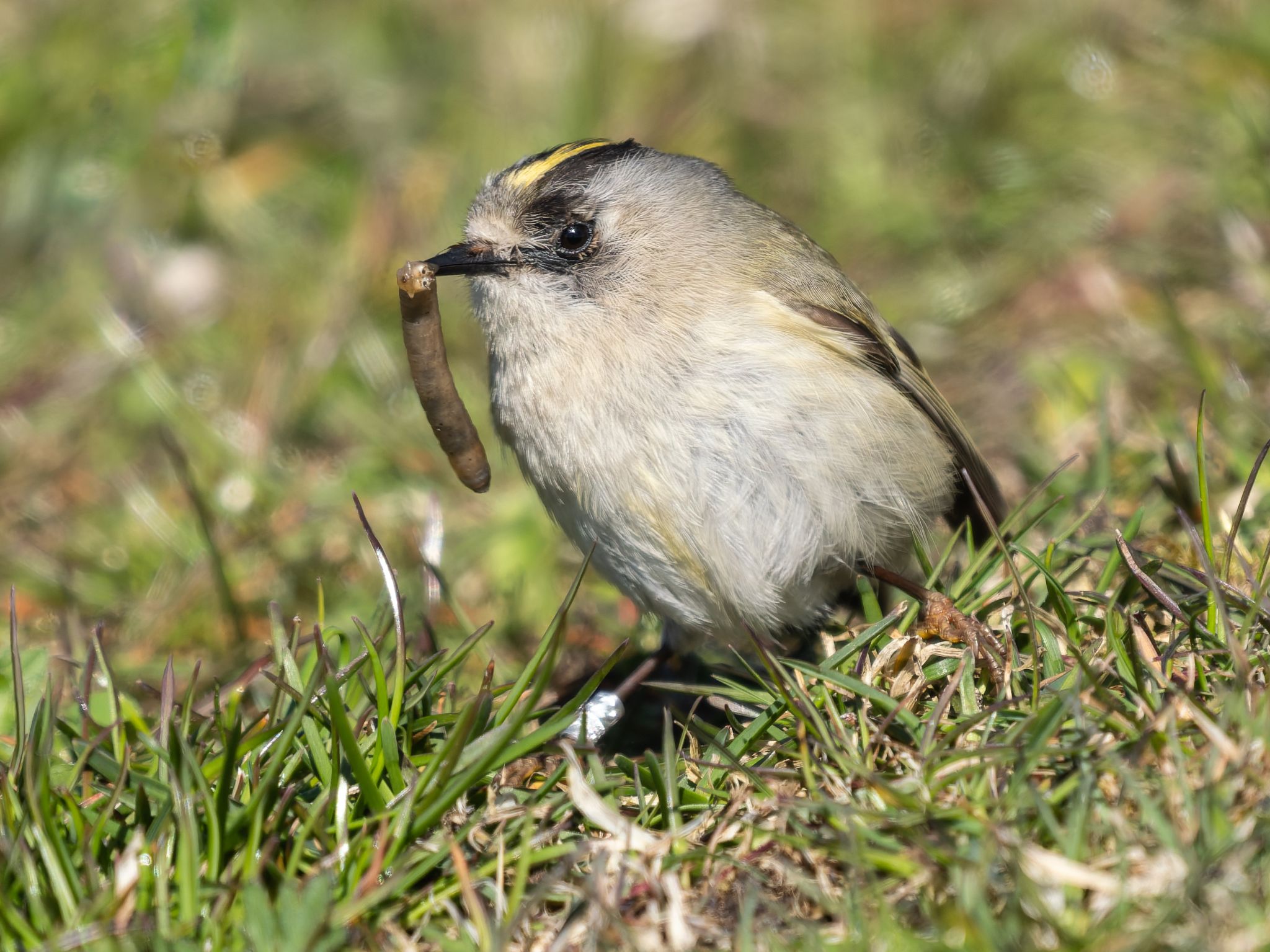 345 260424 1529 H  1HR5147 DxO DeepPRIME 3